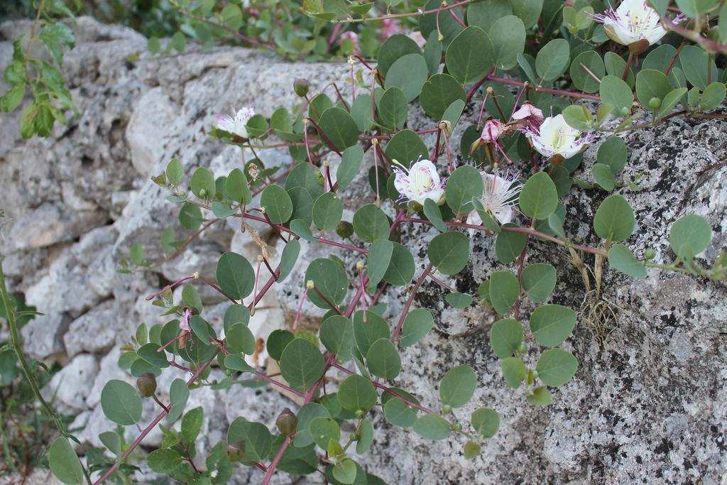 La Casa Del Nonno Bed & Breakfast Alberobello Luaran gambar